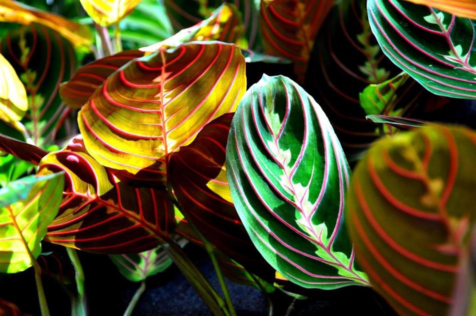 houseplants